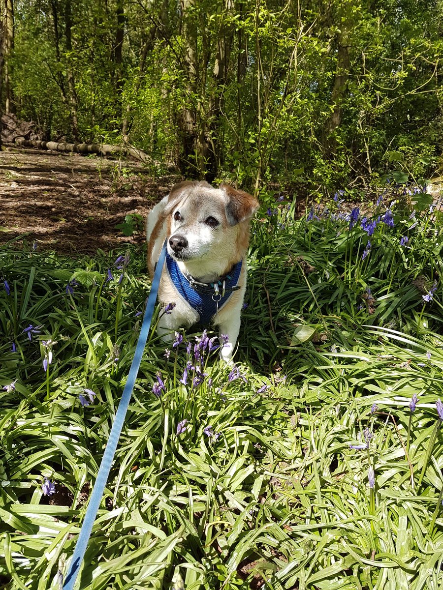 I miss my boy so much x his little patch in the bluebells at westport lake are coming through just him missing x heart is empty without him x people keep asking me about another dog, not ready not sure I ever will be, he was a dog in a million x #dogloss 💔