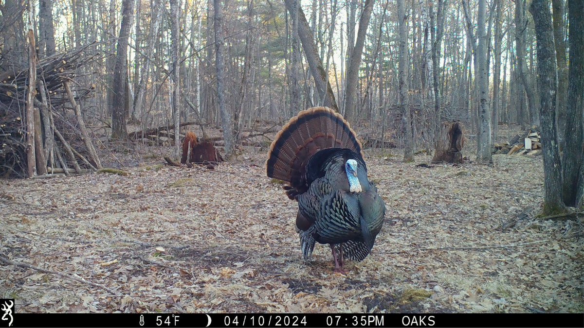 payzo80's tweet photo. @BrowningCams @big_tiner @AOutdoo @HuntressView @Outdoor_TV https://t.co/RVXqO5S8f4