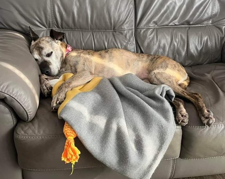 Think our Violet is enjoying some home comforts, don't you?? She's still in need of her furever sofa and it must be out there somewhere so please share 🙏💜 For more information click this link seniorstaffyclub.co.uk/adopt-a-staffy… 💜💜#TeamZay #AdoptDontShop #Wednesdayvibe #adoptme 💜💜