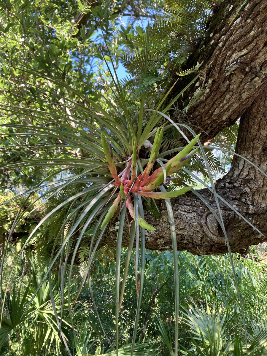 Lucas C. Majure (@gloquidias) on Twitter photo It was an amazing coupe of days working at Randell Research Center and outlying islands in the area on our project to understand the plant diversity at Calusa sites. <a href="/FloridaMuseum/">Florida Museum</a> @FLAS_herb @ It was an amazing coupe of days working at Randell Research Center and outlying islands in the area on our project to understand the plant diversity at Calusa sites. <a href="/FloridaMuseum/">Florida Museum</a> @FLAS_herb @