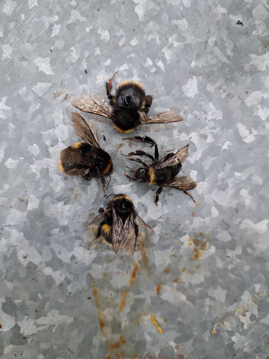Can you tell me why I found these #bumblebees in the roof space of just one bee hive?
#smesupporthour #midlandshour #staffordshirehour #malvernhillshour @derbypromo