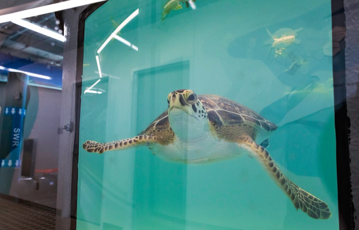 This Wildlife Wednesday, we're excited to update you about our sea turtle patients. 🐢 Currently, we are caring for 10 turtles impacted by the January cold-stunning event. Visit them at our Center for Wildlife Rescue at TSA. See you there! 💙 🕒 Saturdays and Sundays: 12pm - 4pm