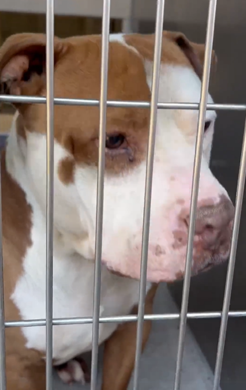 💔🆘💔Our 8 yo chill dude BRUNO at Downey #California ACC & on the euth list😱Visitors say he is so quiet, polite and affectionate. Loves giving kisses. He's healthy now; please #ADOPT him TODAY🙏 info⬇️ #A5613443