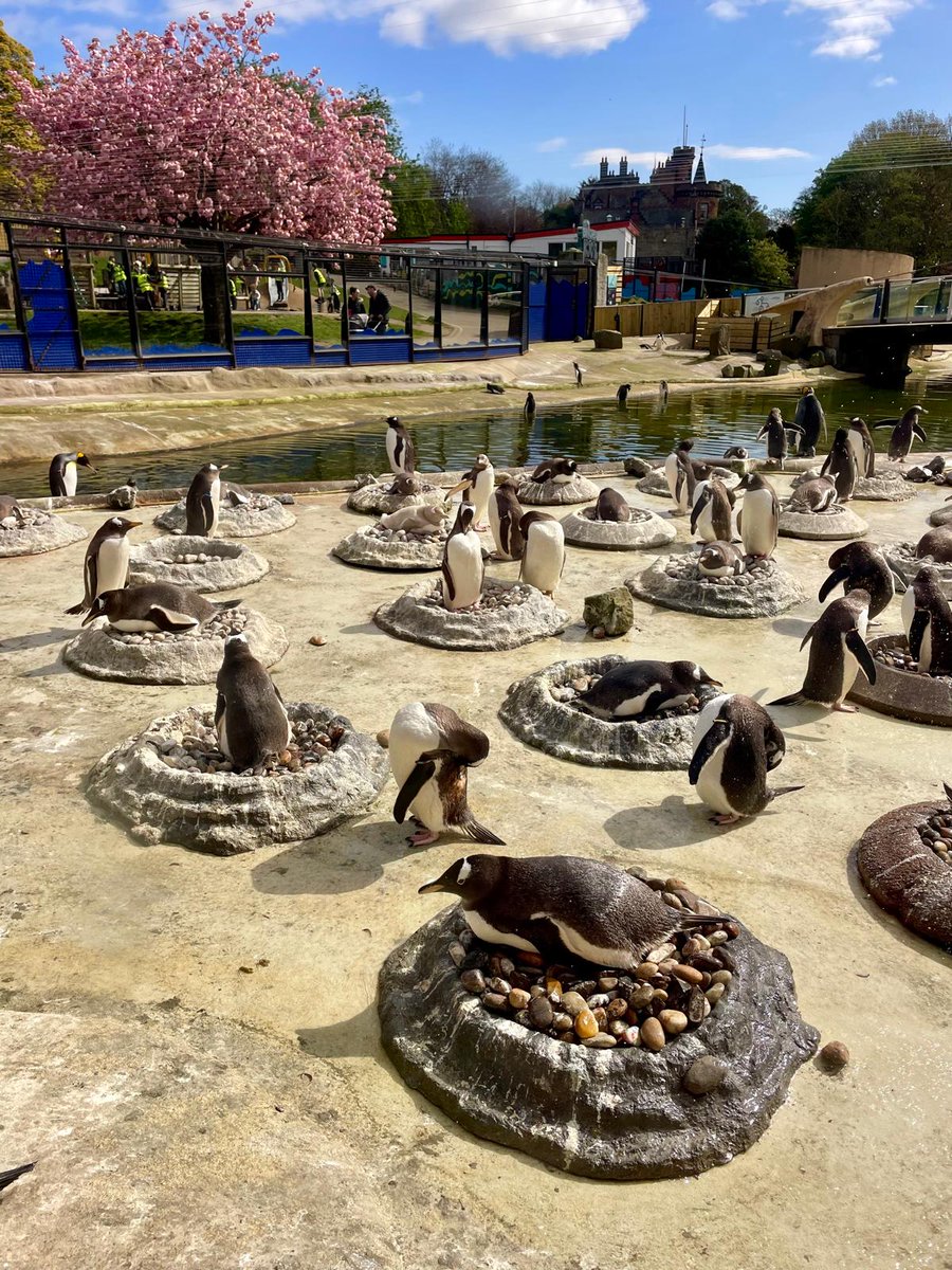 StJoAcadSci's tweet photo. Team Biology enjoyed a lovely, sunny day at the Edinburgh Zoo today! ☀️
The RZSS Education Centre Staff were excellent, providing interesting information about many of the animals on our guided sessions! Including the rhinos, penguins and koala bears! 🦏🐧🐨 @StJoAcad #ambition https://t.co/APEktKAlCZ
