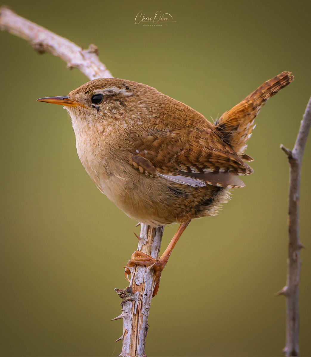 A beautiful Wren 😍 Spotted at one of the viewing area's at @RAF_Valley 📸🏴󠁧󠁢󠁷󠁬󠁳󠁿 #birdphotography #WildlifeWednesday #wildlifephotography #birdwatching #BBCWildlifePOTD @BirdPOTY @BirdWatchingMag @IoloWilliams2