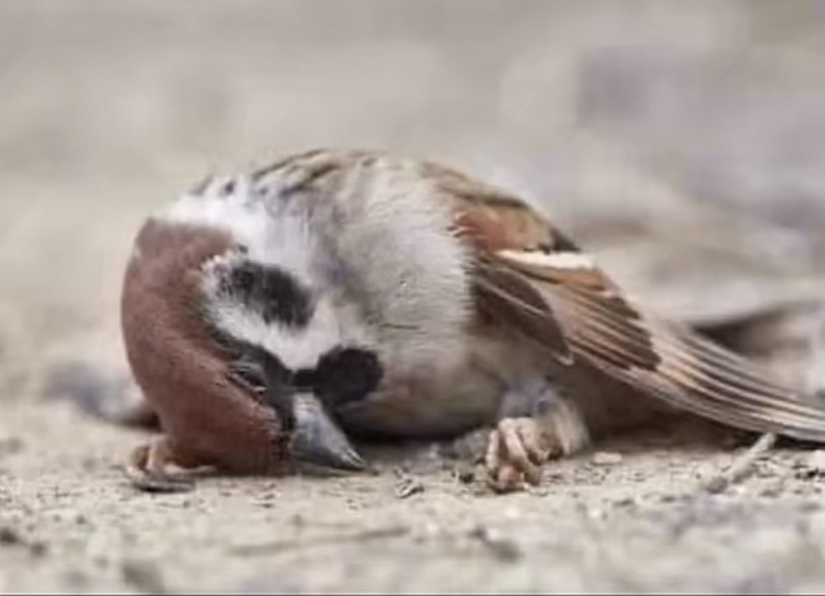 UnMaitre_'s tweet photo. “ En ce période de chaleur il serait grand même judicieux de rappeler aux gens de laisser ne serait-ce que qu’un bol d’eau devant leur fenêtre ou leur cour à fin que les animaux puissent boire „ faire tourner le message. https://t.co/ZDWXA2UrtM