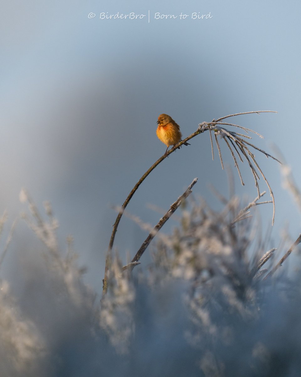 Larry the wee little Linnet sings a heartwarming song on a frosty day 😍❤️‍🔥🥰
👉It was -2°C (28°F) yesterday 🥶

#birdphotography #NaturePhotography #BirdTwitter #BirdsOfTwitter #winterwonderland #BirdsSeenIn2024
