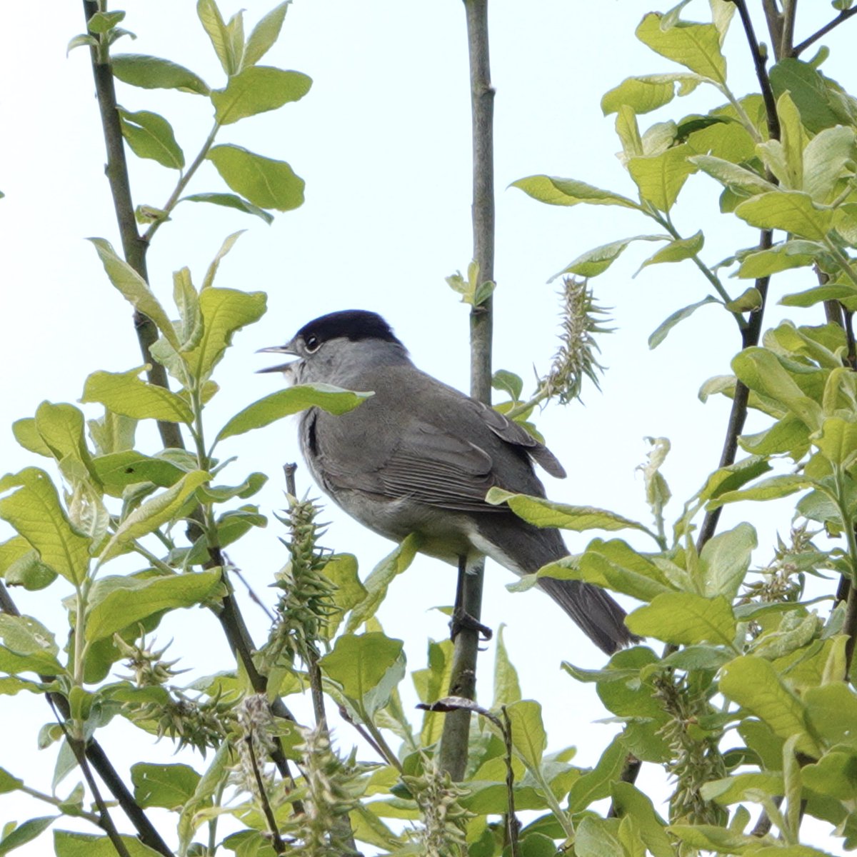 These Blackcaps were singing and chasing each other about at Badbury Rings this afternoon. #BirdsSeenIn2024