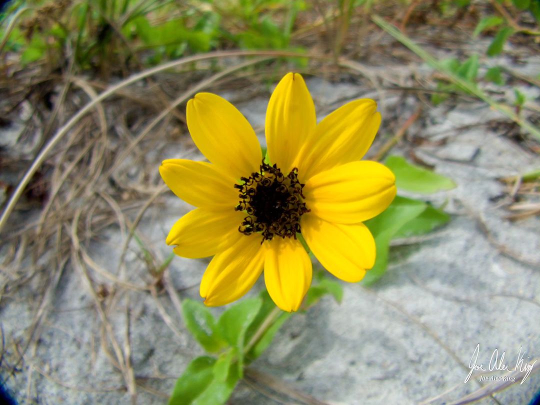 Bloom where you're planted, just like these yellow flowers.
.
.
.
.
.
.
📸 Credit: IG User @scrubfae

#yellowflower #flower #flowers #nature #yellow #yellowflowers #flowerphotography #naturephotography #flowerpower #kodak #kodakpixpro #pixpro #az652 #spring