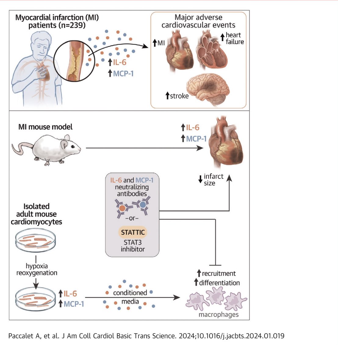 🚨My PhD work is out in @JACCJournals !! Using a translational approach, we highlighted the importance of MCP-1 and IL-6 and their role in macrophage recruitment and polarization! 🫀 jacc.org/doi/10.1016/j.…