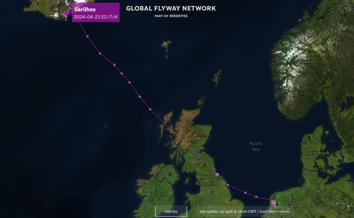 The wonderful SARILHOS made it to #Iceland last night! We wish her a very successful, well - let's call it happy, breeding season! For some background reading on the present phase of the life of black-tailed #godwits, see the recent #OpenAccess paper onlinelibrary.wiley.com/doi/full/10.11…