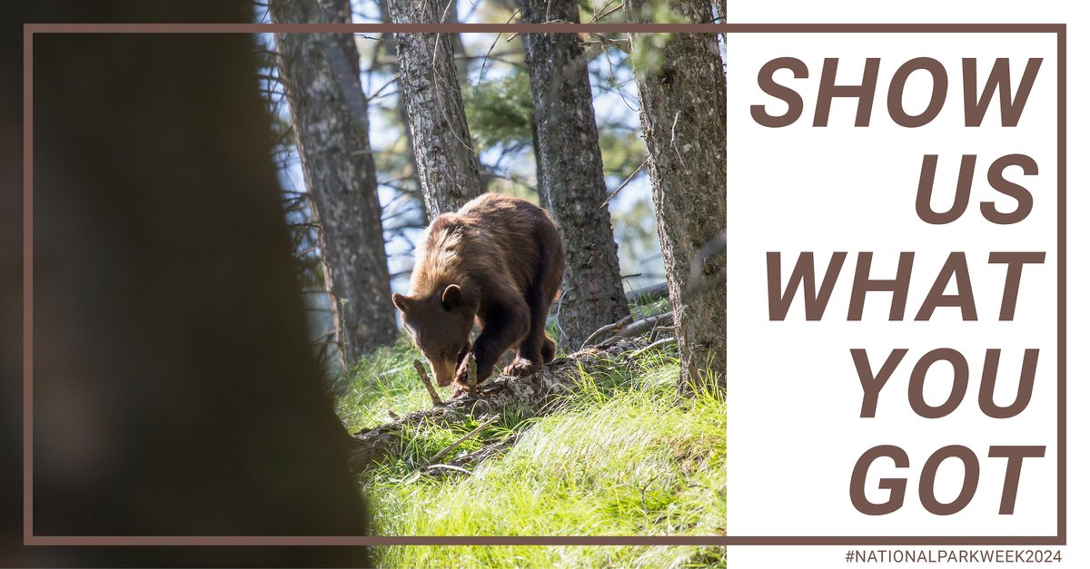 CanonUSA's tweet image. Have you ever taken an awesome photo at your favorite national park that you just had to show off to everyone you know? You're in luck! It's #NationalParkWeek and we want to see them! Share with us below. Bonus points if your photo was taken at #Yellowstone National Park 🏞️📸