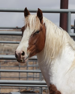McCullough Peaks mares will be available for adoption in the May 6-13 Online Corral event. Now is the time to browse the horses and register to bid: wildhorsesonline.blm.gov, select 'Animal Origin' to search for these particular mares. Stallions available later this year. @BLMWHB