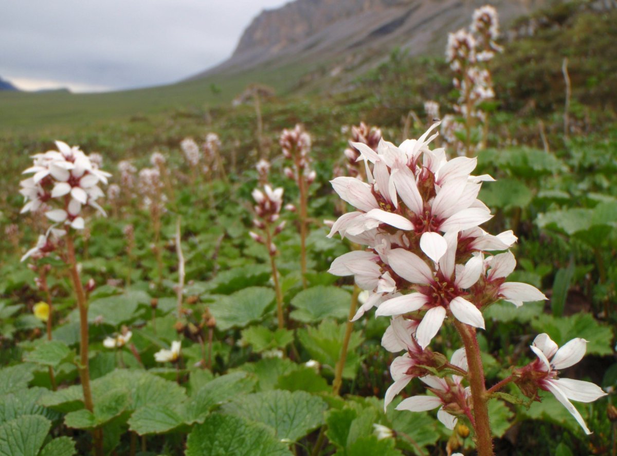 Why do you think the common name for this native plant is 'Bear Flower?' It's shape? It's color? Where it grows? It's calorie content? Learn more about BLM Alaska's plant program here: blm.gov/programs/natur… Photo of flowers by Teri Wild.