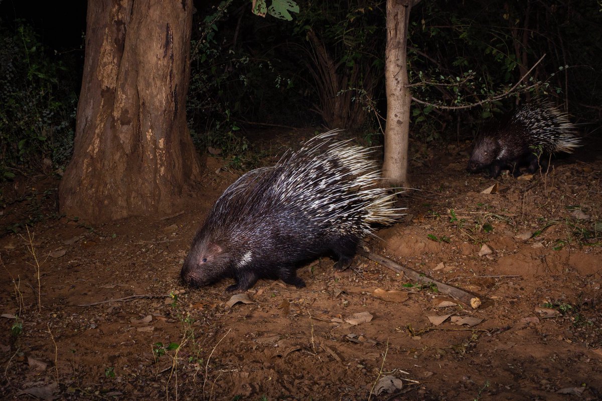 The edge-of-your-seat action a night in the wild offers is the #bucketlist safari you should have when you travel with us. 
✨Check out these stunning shots
#wildlife #safari #zoartoursandsafaris #gamedrives