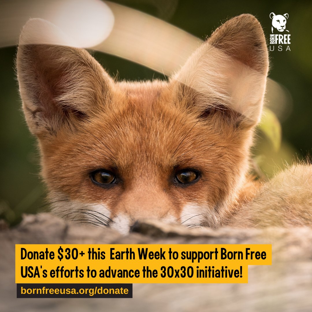 At Born Free USA, we know there can’t be wild lives without wild spaces for them to live in. This Earth Week, you can protect the natural world too by donating $30 to support 30x30! bornfreeusa.org/donate