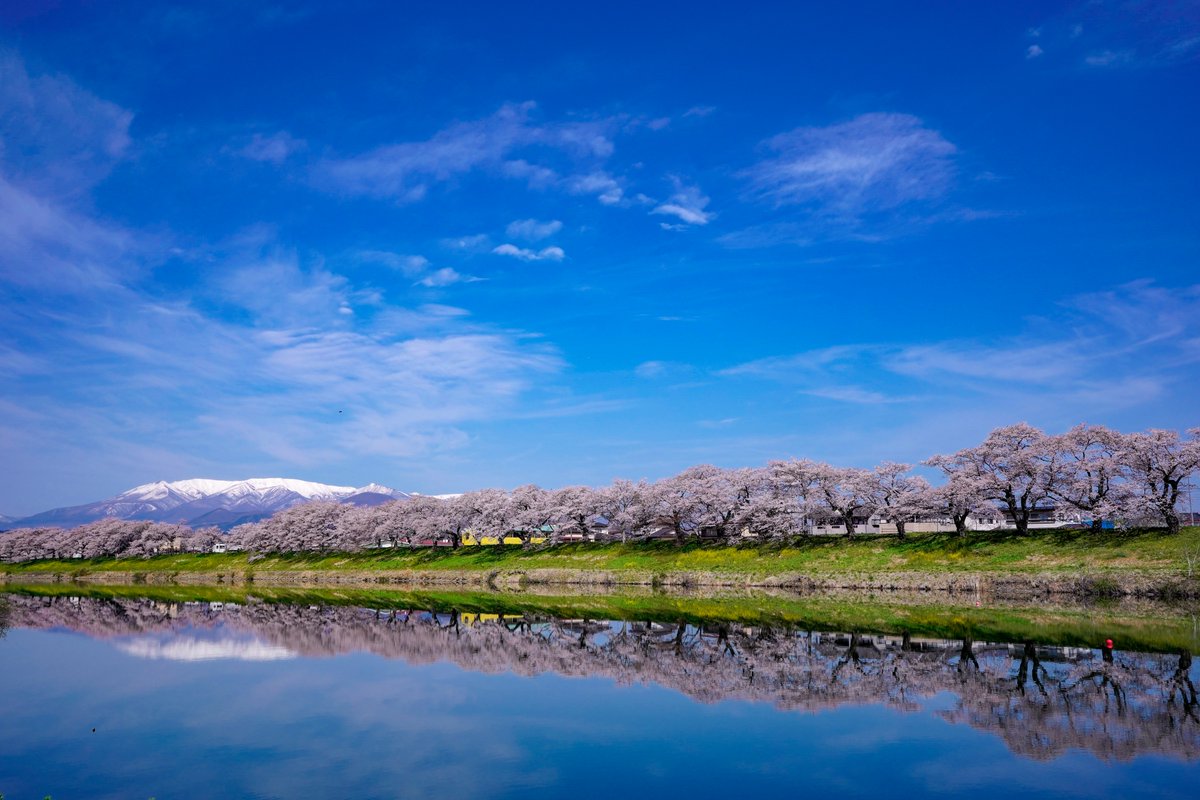 Some of the best #sakura spots in Sendai &Miyagi Prefecture! They include: Saigyo Modoshi no Matsu Park, a mountainside park overlooking Matsushima Bay & Hitome Senbonzakura (1,000 Cherry Trees) lining up the Shiroishi Riverside with over 1,200 cherry trees. 📷: FIND47; PhotoAC