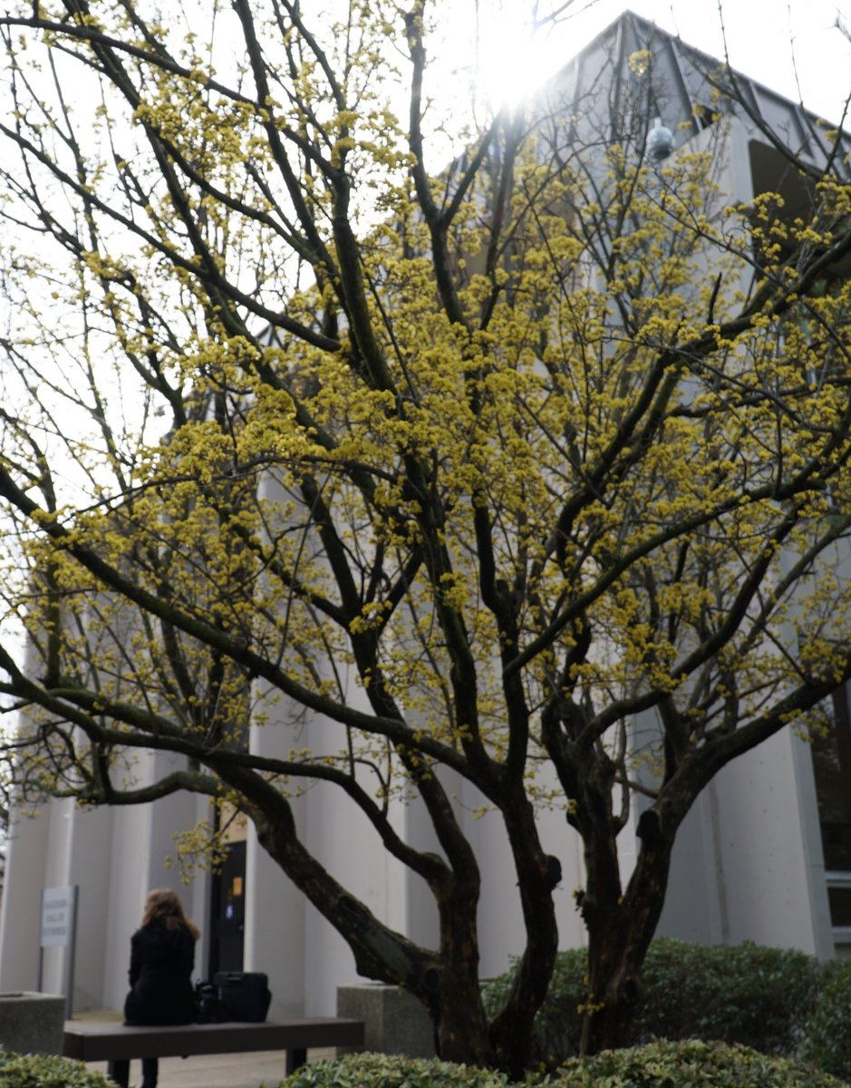 We love campus in the springtime! #AdelphiU