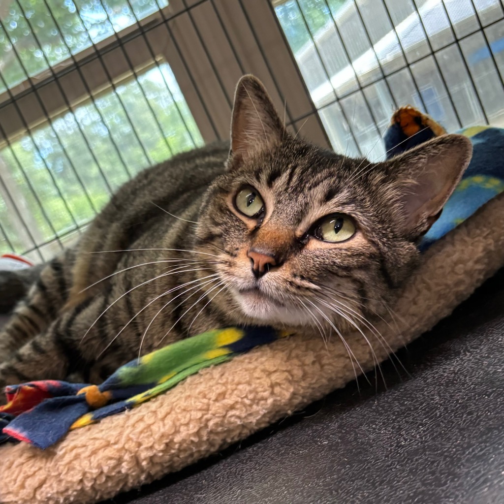 Meet Lexie, our @aar_texas #PetOfTheWeek! This 7-year-old Domestic Short Hair is a sweet and calm soul who loves to play catch, watch birds, and spend time on a lap. Adopt her today and add some joy to your family! 🐾🐈 1l.ink/8W6X35C #AdoptDontShop #AdoptACat