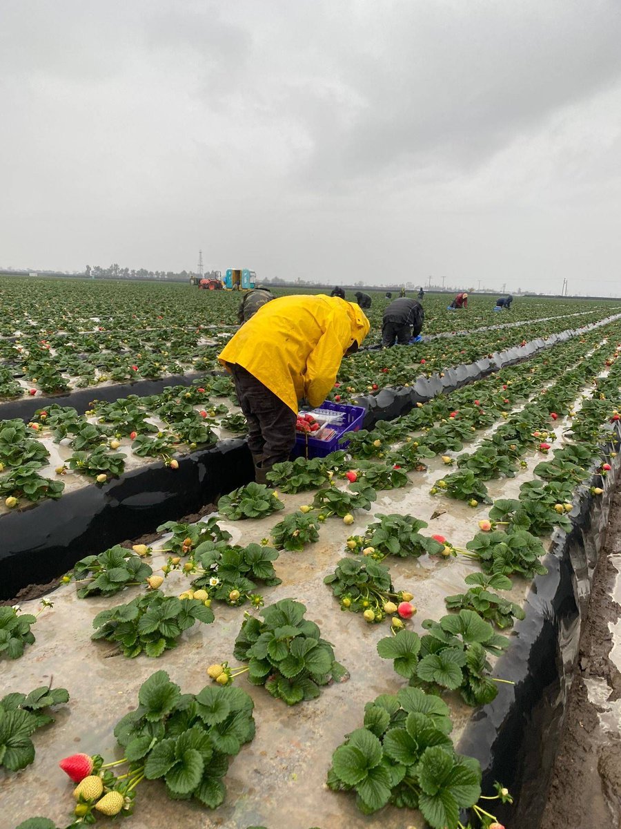 Antonio labors as a H-2A worker on CA's Central Coast harvesting many crops.
He knows first hand how vulnerable workers are under the H-2A program. He shares: Sometimes we complained about food supplied, they said if we complained they would not hire us the next year. #WeFeedYou