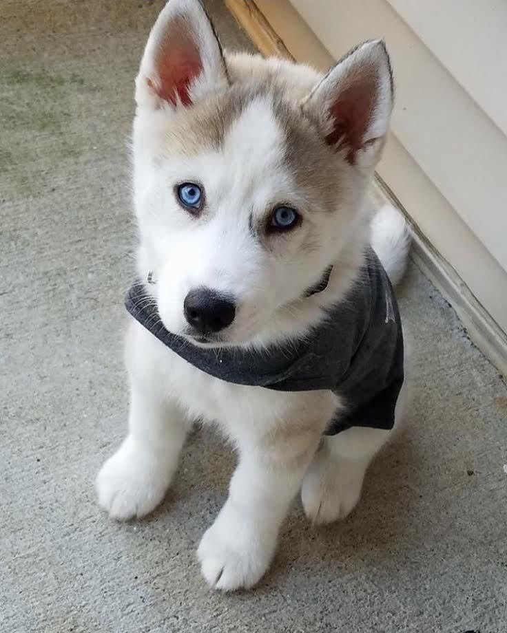 Renkleri yasadigi enleme gore kalitsal olarak koyu gri-siyahtan beyaz renge degisen, Asyanin soguk ve kuzey bolgelerinde rastlanmasi muhtemel bir orta boy calisma kopegi. Bu ufaklıklar geleceğin asil bekçileri.