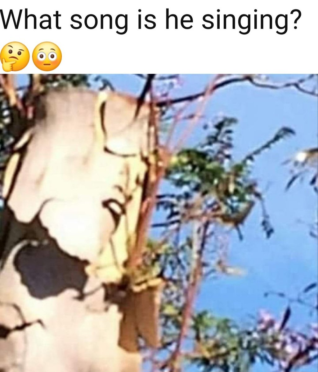 "And I say HEY-EYY-EYY, HEY-EYY-EYY, WHAT'S GOIN' ON?" 😂😂😭... perchance? 🤔

#memes #viral #whatsongisthis
#funny #fyp #fypシviral