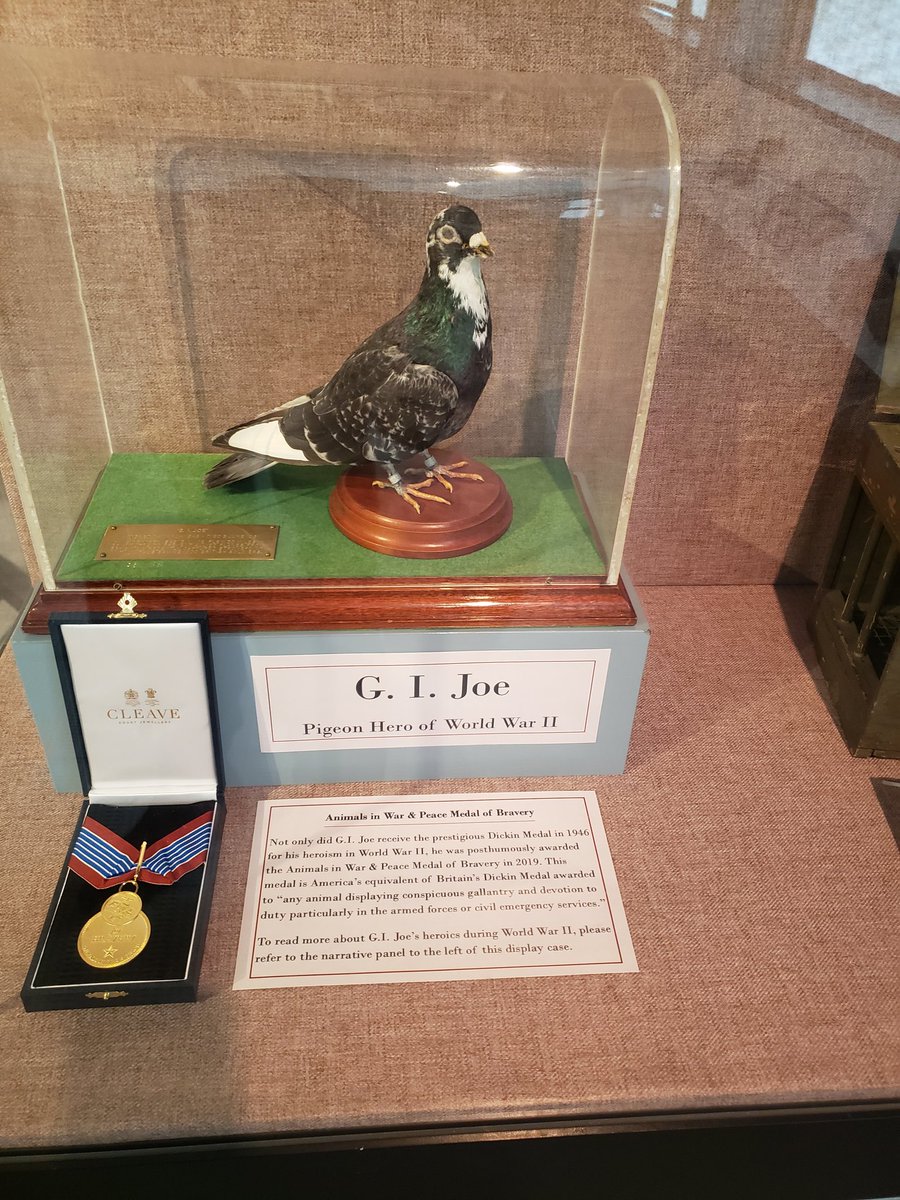 @Ologies @RosemaryMosco GI Joe the pigeon hero is on display at my job.