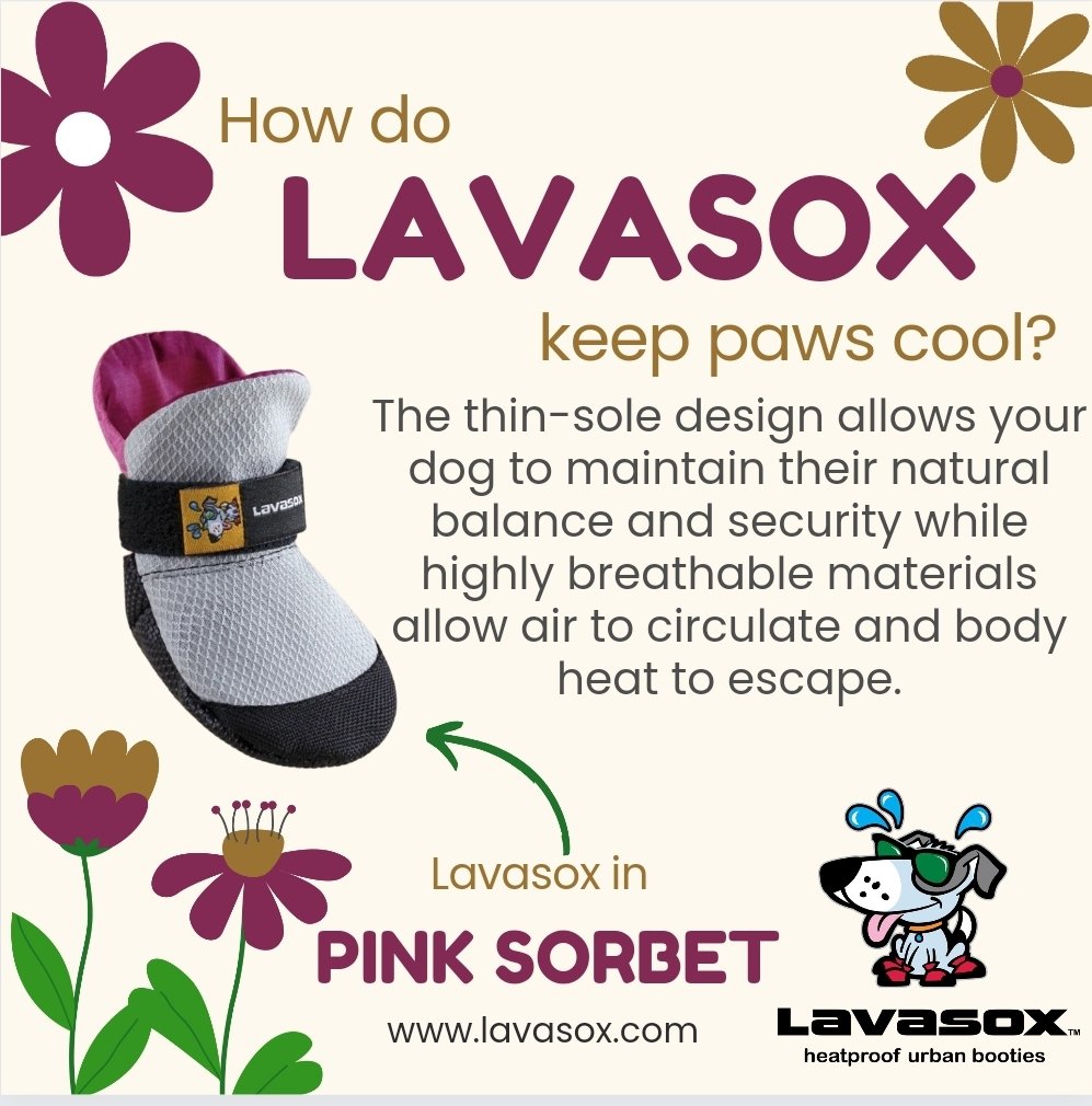 Lavasox Spring & Summer Boots 🐾 have been redesigned to maximize comfort in the heat of summer. 🔥 When it comes to fit, comfort, performance and ease of use, they simply have no rival. 🔆 #dogboots #dogwalker #dogsafety #spring #summer #booties #comfort #beatheheat #heat #fit