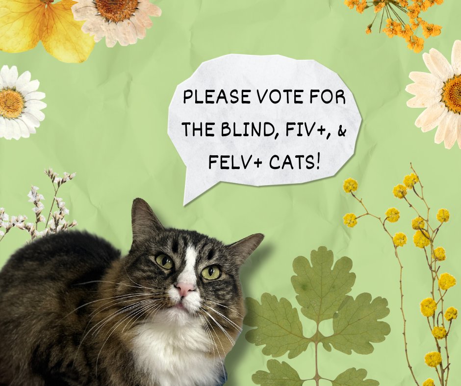 Please consider voting for the blind, fiv, and felv+ cats! You may vote daily to help the kitties! 🌷 The contest is linked here: bit.ly/3Zj6DzE ** If you would like a daily email reminder, please email at blindcat@blindcatrescue.com ** Thank you for helping the cats!!