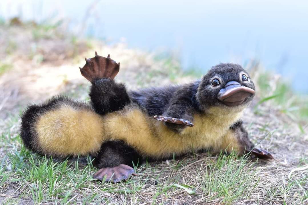 Platypus babies are called 'puggles'. 

Yes, you needed to see this today♥️