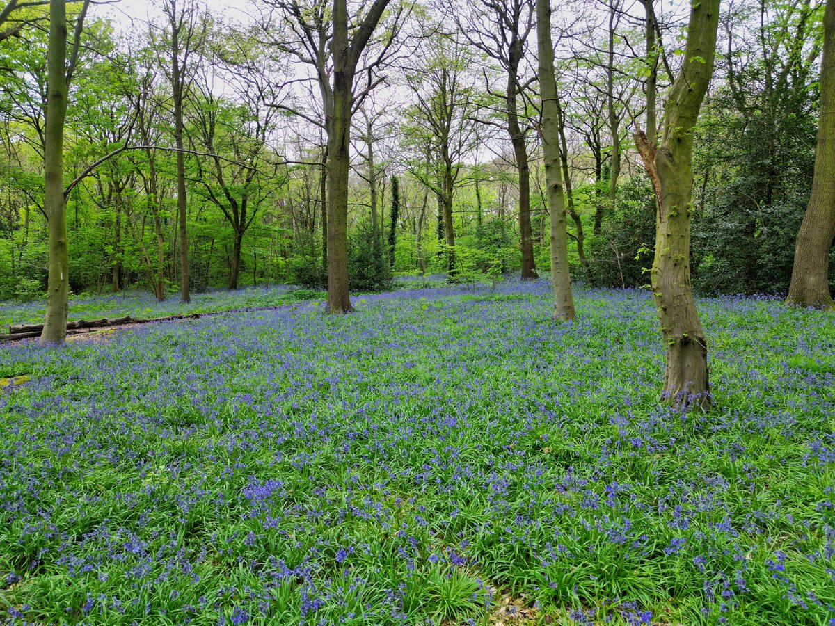 A bluebells forest in Wanstead park #StormHour #ThePhotoHour