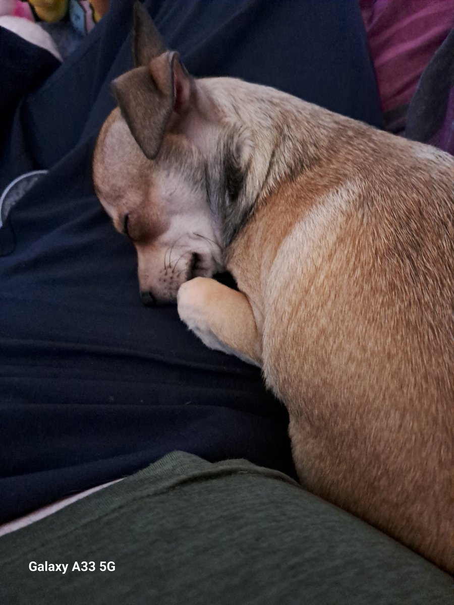 CiaranOShea11's tweet image. It's a tough life he has 😴😴
#spoiledpup