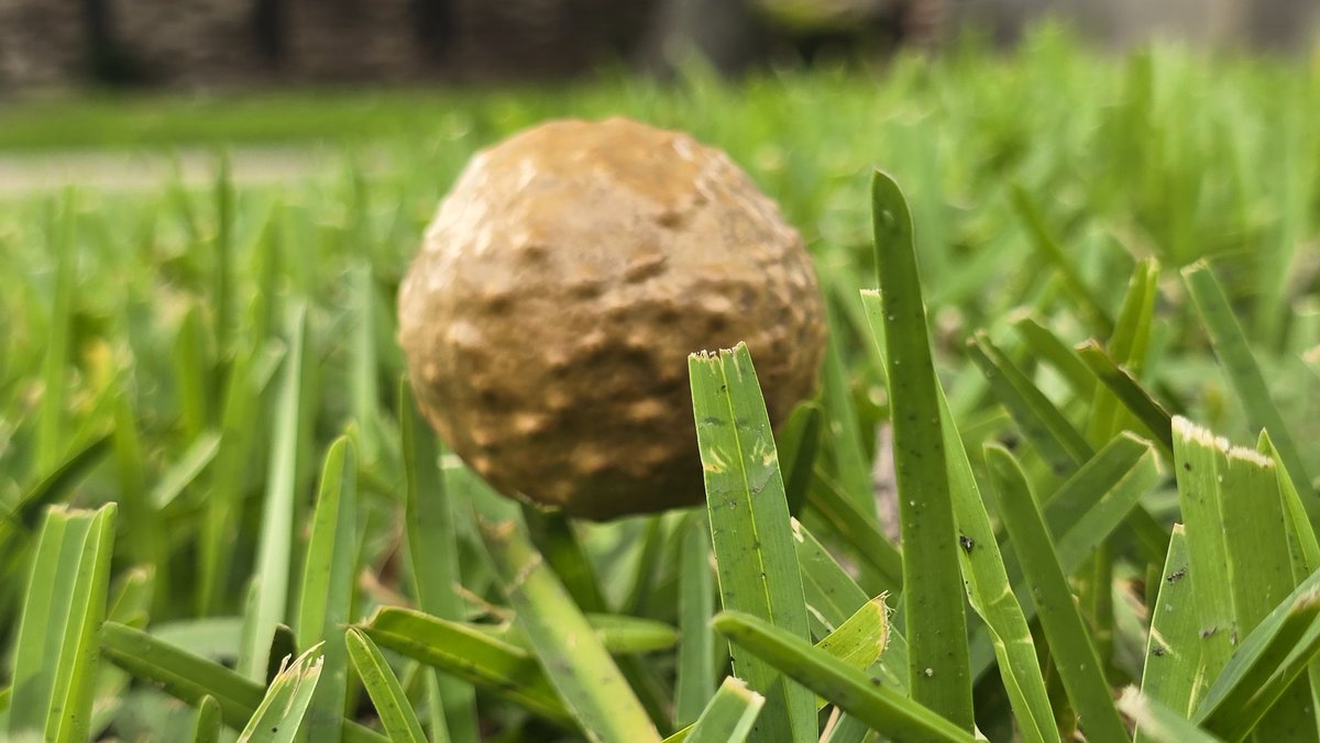 These 'hollow' brown balls in your yard are 'Oak Galls'. They are made of plant material that often form around wasp larvae, but can form around any foreign material the tree wants to isolate and yeet. Not typically dangerous to you, nor the tree. AKA 'Oak apples.' #trees