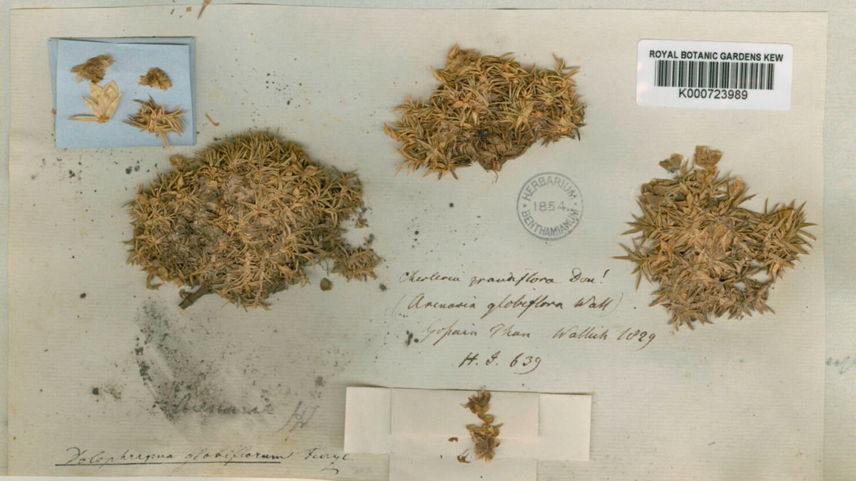 Of the 9506 species in our vast tree of life, 3466 were sequenced from #herbarium specimens, some nearly 200 years old like this Arenaria globiflora collected by Nathaniel Wallich in the #Himalayas. #Herbaria are new frontiers for #genomic research!