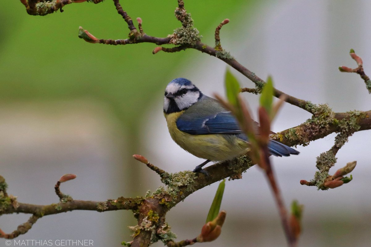 Pausenzeit  #bluetits #birds #birdwatching #birdlover #nature #NaturePhotography #naturephotographer #NatureLovers #photographylovers #photographer #photohobby #photo