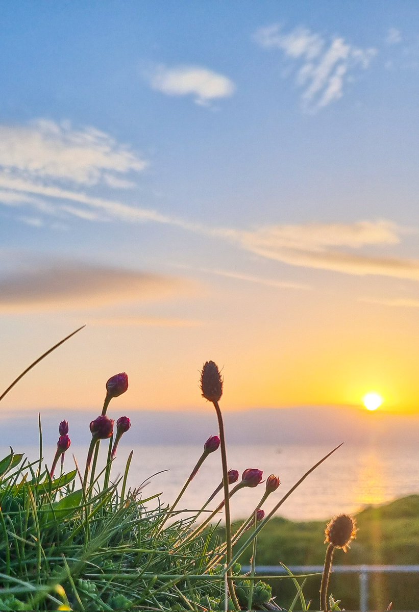 Early morning colours #sunrise #flowers #sea #Wicklow