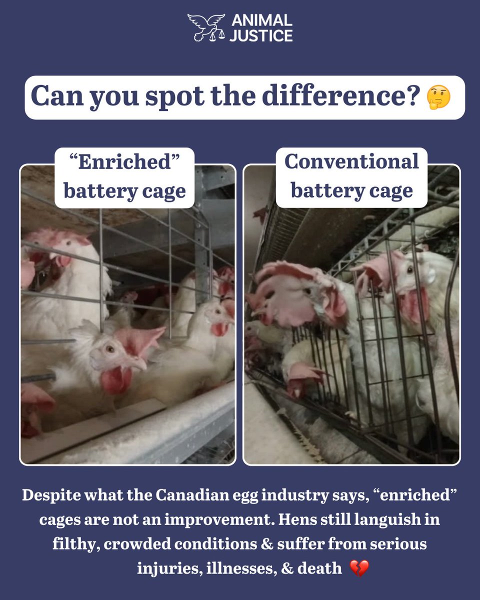 Instead of moving towards cage-free systems, Canadian egg producers are switching to cruel 'enriched' cages. Like conventional battery cages, 'enriched' battery cages are high-density, filthy wire enclosures that cause great suffering 🐔💔