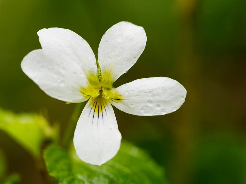 #PWPoetryPrompt: Inspired by Diane Seuss’s poem “White violet, not so much an image,” write a poem about the memories a particular flower conjures for you. #FromTheArchive: at.pw.org/Violet