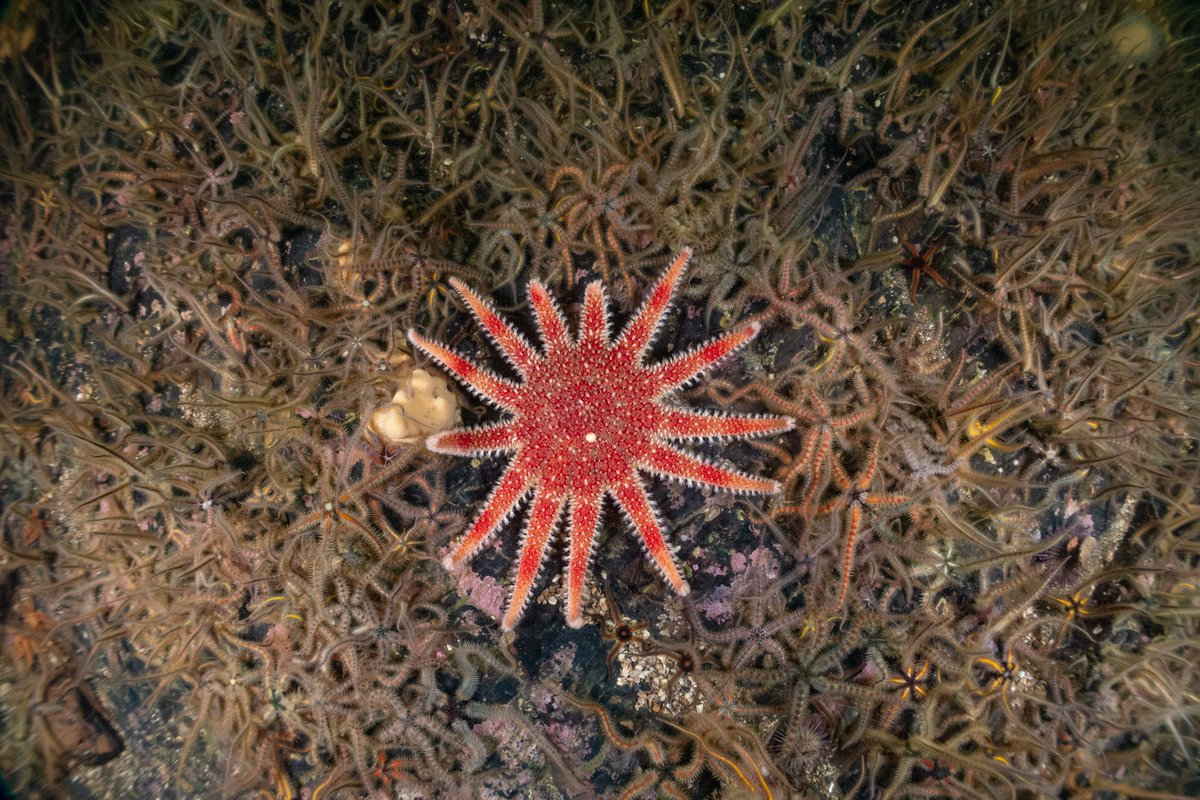 Just a small selection of the huge varitety of marine life found in a small area in Loch Leven, Scotland. These images were all taken during a single dive at one of my favourite sites last weekend.

#scubadiving #scotland #underwater #underwaterphotography #marinelife