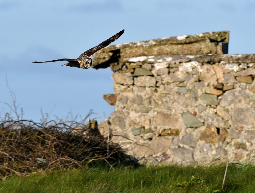 Short Ear Owl this evening on the Banna/ Ballyheigue coast Co Kerry. @KerryBirdNews @BirdWatchIE