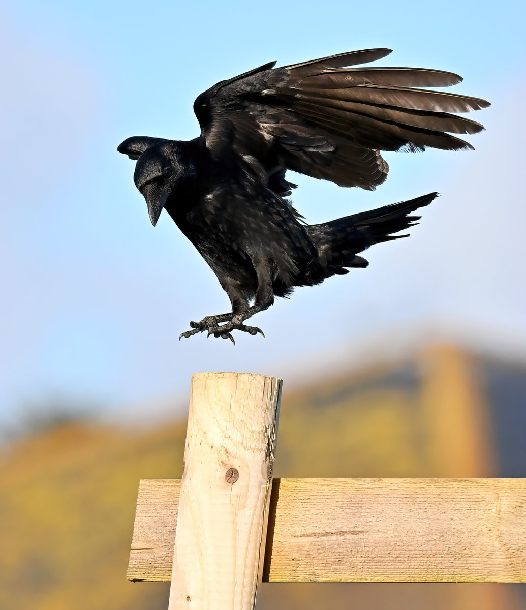 Carrion Crow about to land. 😀 Taken at Praa Sands in Cornwall recently. 🐦