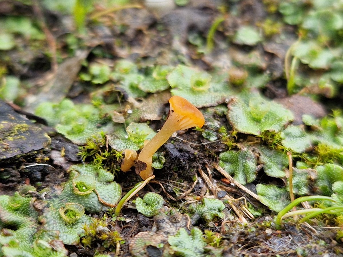 The Loreleia marchantiae back in full swing this year. This parasite/ endophyte on Marchantia polymorpha is often mistaken for Ricknella fibula but is certainly less common! It seems to fruit all year round, at least at Glasgow University!