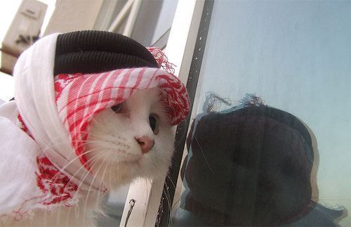 SebaldNotBald's tweet photo. @realdogen my faith is true, my vows have been sworn in solitude
the meme of my choice is $HABIBI @habibixyz_sol 
do I need to explain myself further? https://t.co/AqoWHoxcHy