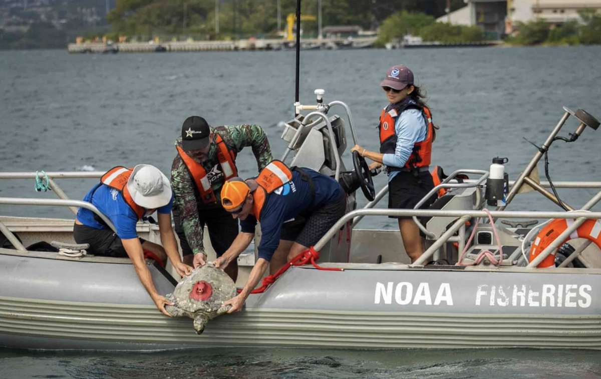 Researchers from NOAA Fisheries recently attached satellite transmitters to the shells of sea turtles in Pearl Harbor to collect data about their daily behaviors and movements to understand and reverse declining population trends: dvidshub.net/news/463837/ta…

Photo: Melvin J Gonzalvo