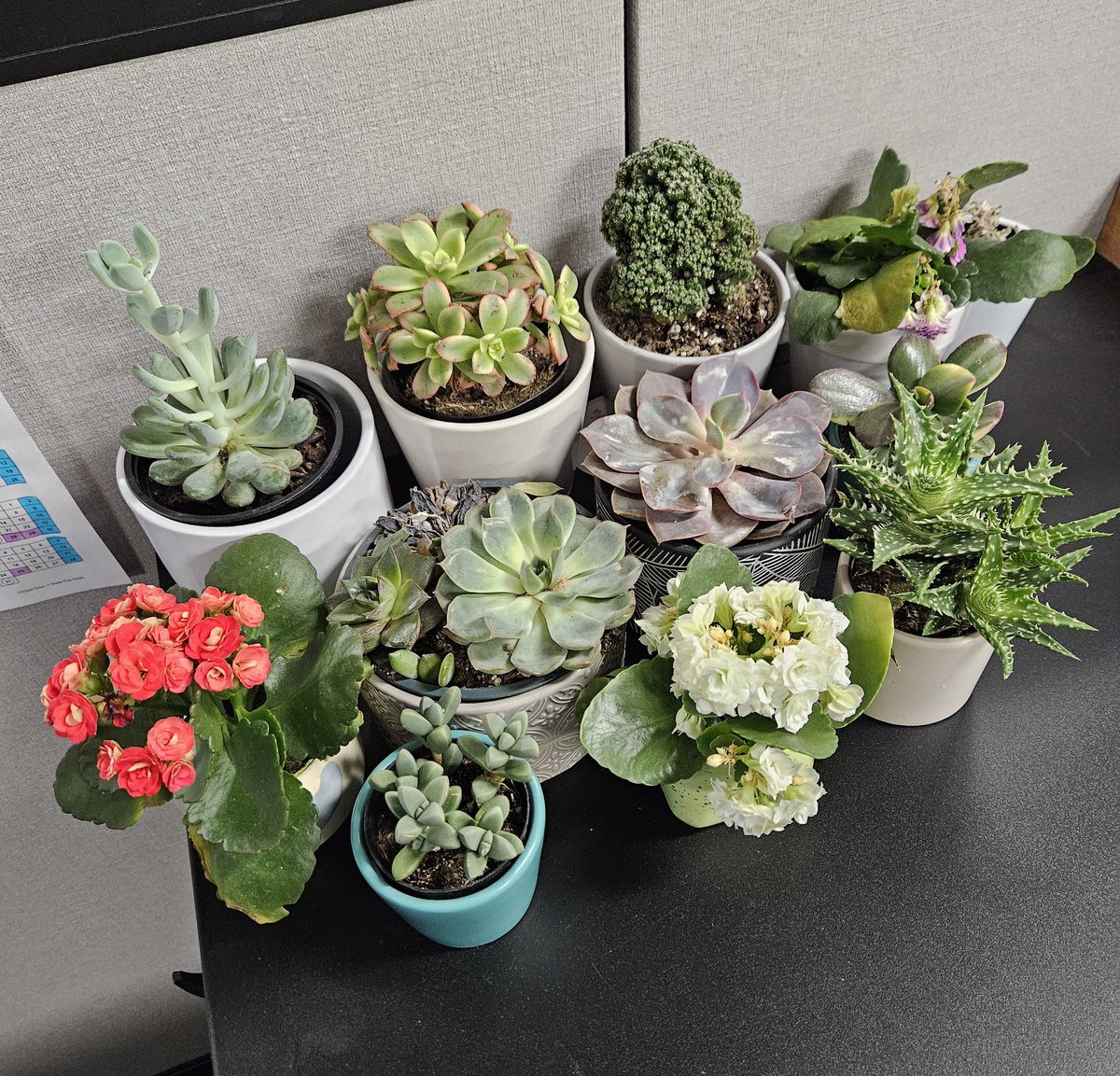 JessePJones's tweet photo. It's been seven weeks since my last cubicle garden update... and it shows...

#CantStop #OverWatteredKalanchoeIKnowShutUpAboutIt https://t.co/58kLI6rZFx