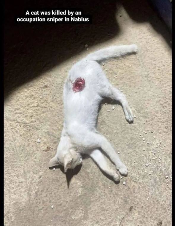 Even cats are not safe💔