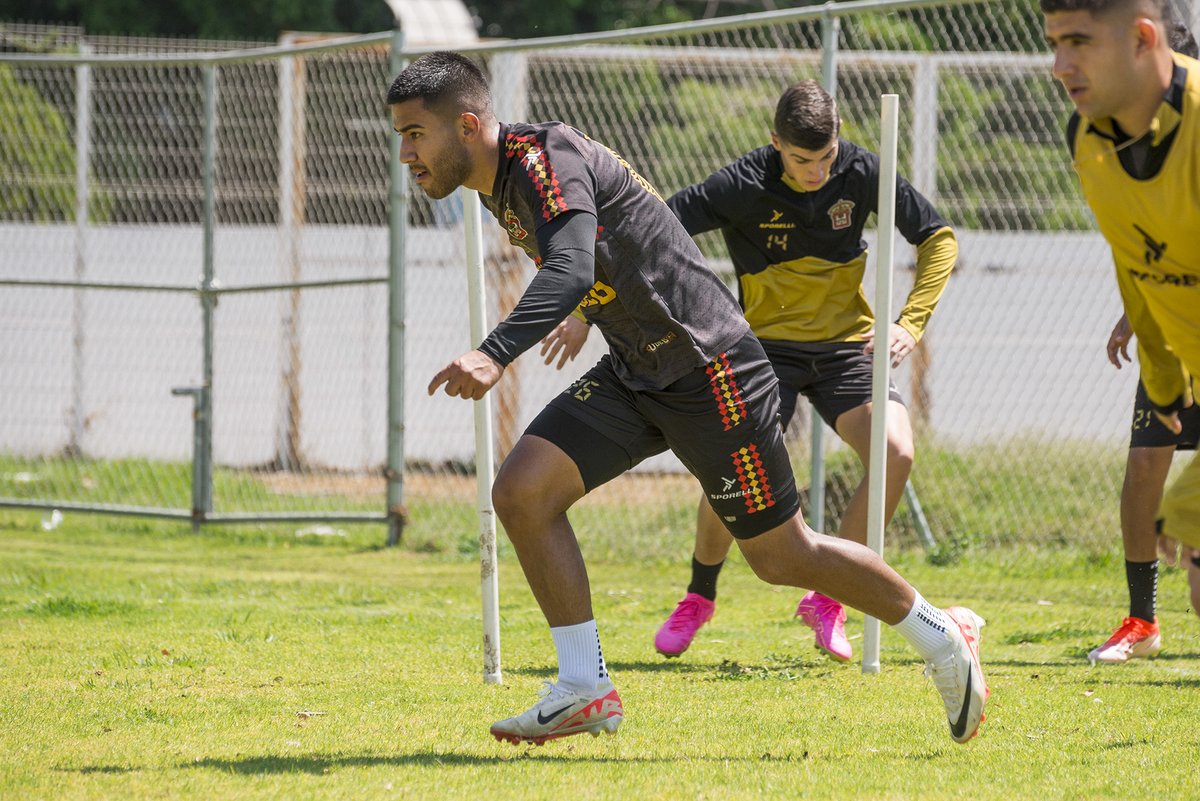 Leones Negros de la UdeG tweet media