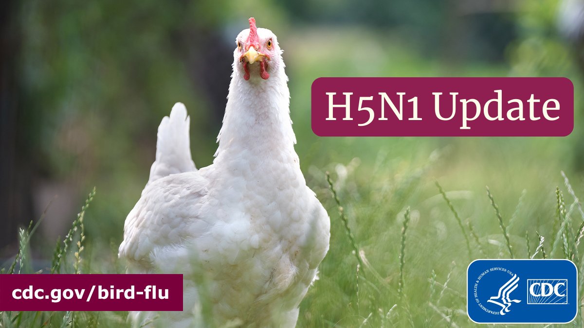 CDC is using existing flu surveillance systems to help monitor for unusual #flu activity in people, especially in states affected by #H5N1 bird flu in cattle & birds. No signs of unusual activity in people have been detected at this time. Weekly snapshot: bit.ly/4d4zNKm