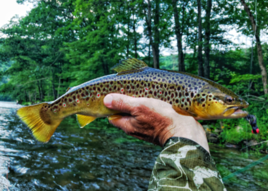 BNWaterkeeper's tweet photo. Before head out to catch dinner - make sure you check out the specific waterbody, local and statewide fish advisory updates put out for 2024 by the NYDEC https://t.co/BZXvVWwH9h
#fishadvisory #fishconsumption https://t.co/3QlS0B5FnK