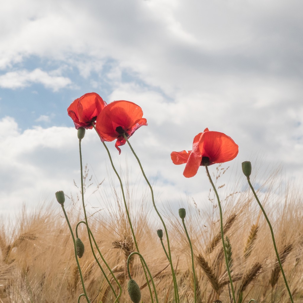 "They shall grow not old, as we that are left grow old; Age shall not weary them, nor the years condemn. At the going down of the sun and in the morning, we will remember them." 

Lest We Forget.

#lestweforget #anzacday #wewillremember #anzac #lightupthedawn
